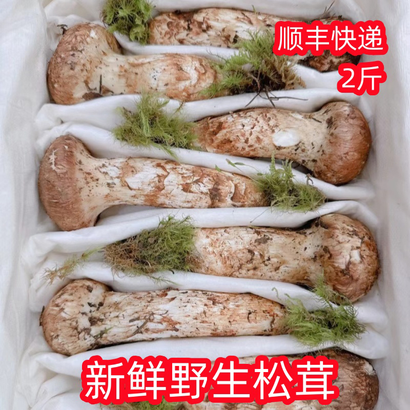 东北新鲜松茸野生2斤长白山野生食用菌菇煲汤烧烤不开伞顺丰快递