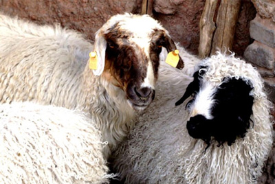 冬季宜滋補(bǔ)！七號(hào)湘寧夏鹽池灘羊您的冬季滋補(bǔ)美味！