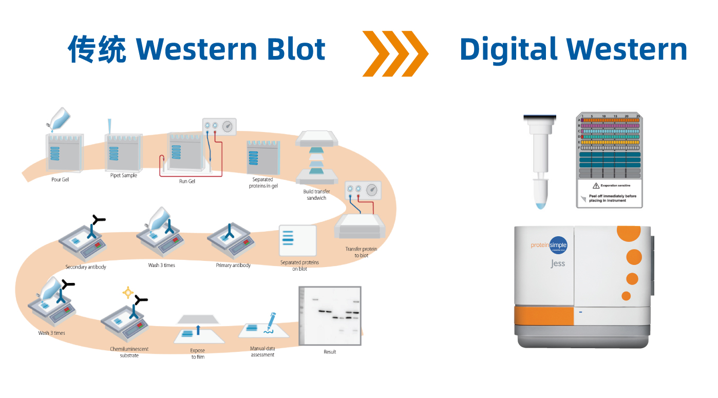 Digital Western Digital Western