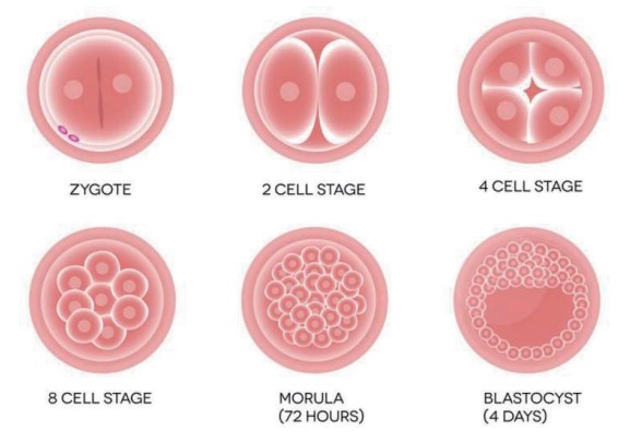 Jess多功能全自动蛋白质表达定量分析系统 Jess多功能全自动蛋白质表达定量分析系统
