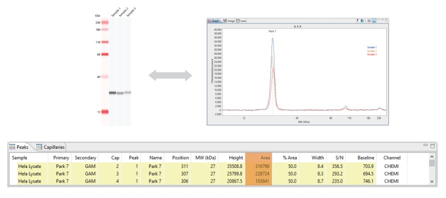 Jess多功能全自动蛋白质表达定量分析系统 Jess多功能全自动蛋白质表达定量分析系统