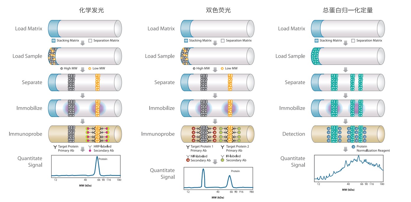 Jess多功能全自动蛋白质表达定量分析系统Jess多功能全自动蛋白质表达定量分析系统 Jess多功能全自动蛋白质表达定量分析系统Jess多功能全自动蛋白质表达定量分析系统
