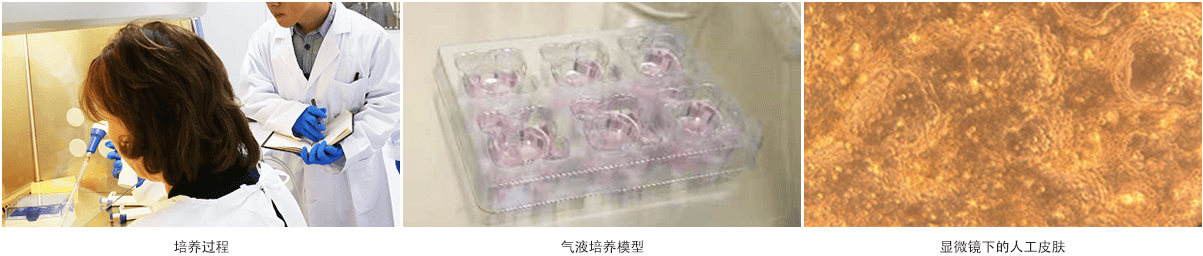 LOGAN 人工培养皮肤