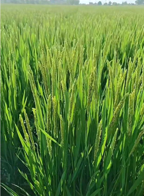鲁通米业试验田稻子长势喜人