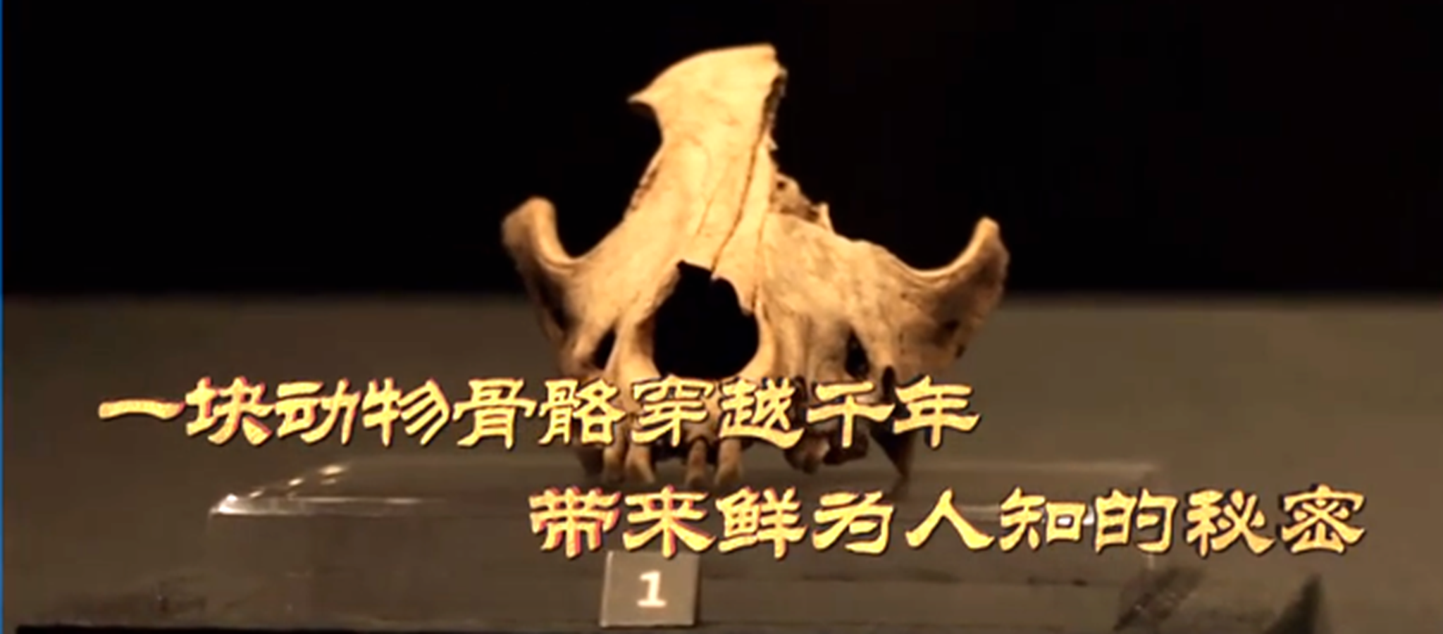 古人是何时开始驯化动物？--“以物证源”系列宣传之七