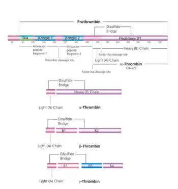 Thrombin 来源于人类血浆