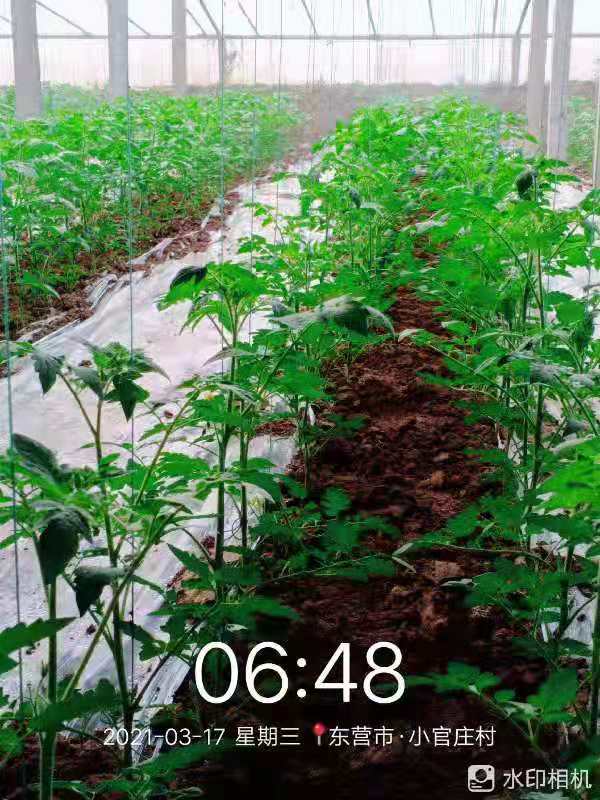 蔬菜大棚