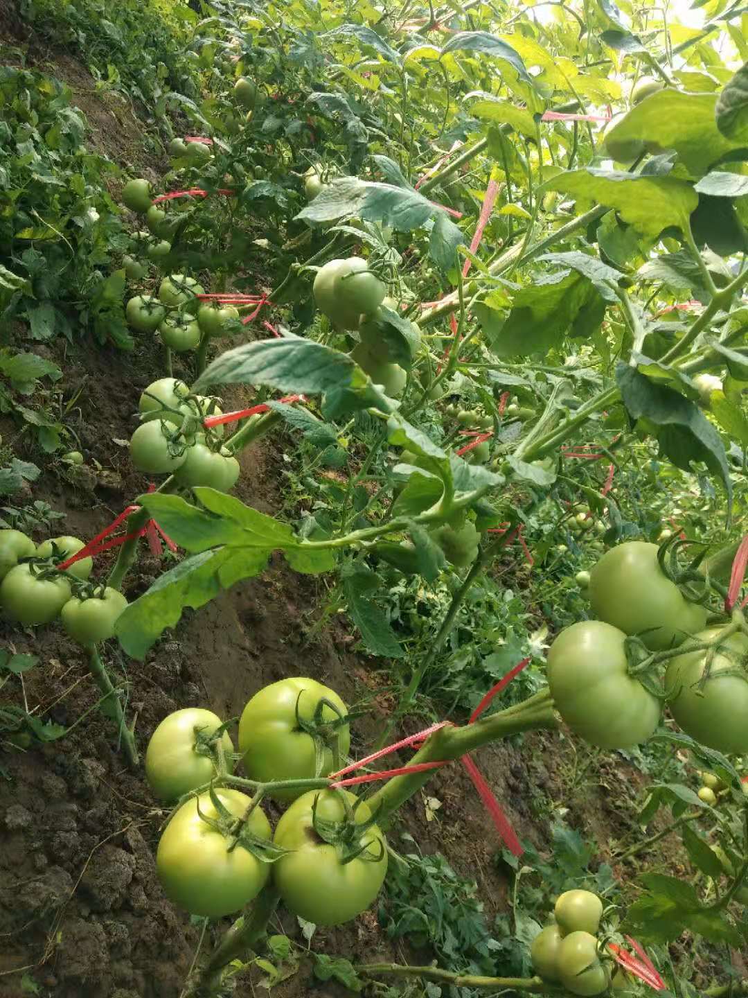 蔬菜大棚