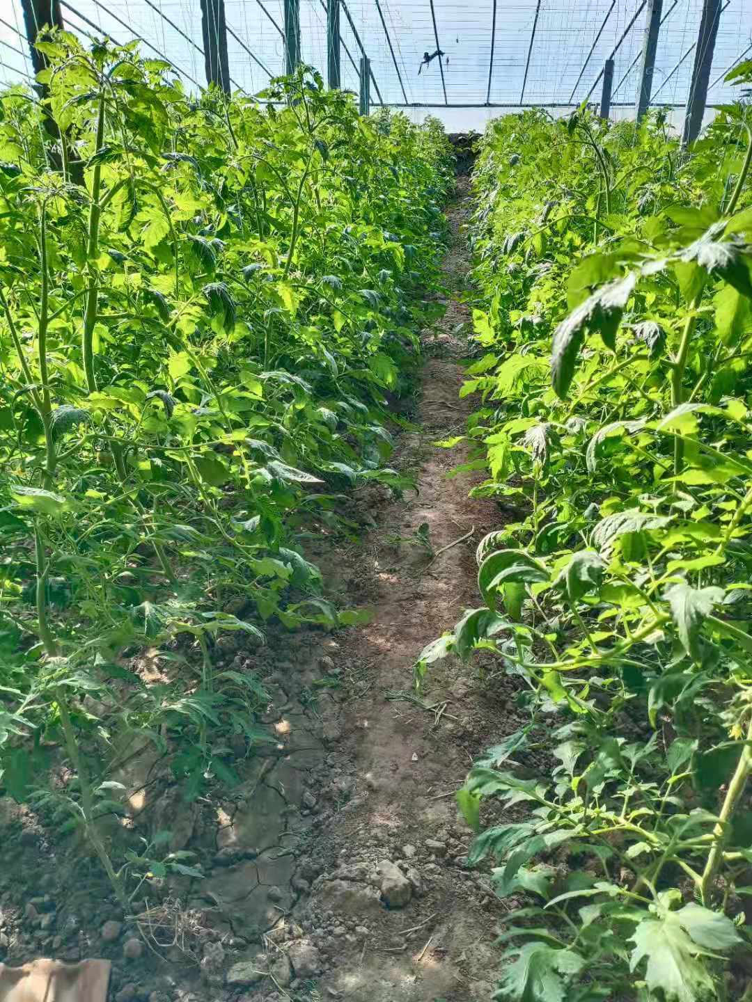 蔬菜大棚