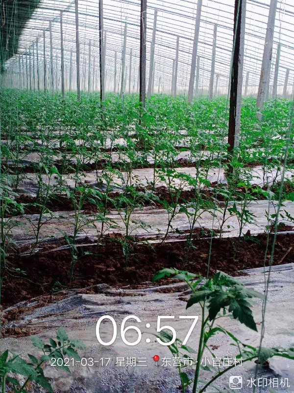 蔬菜大棚
