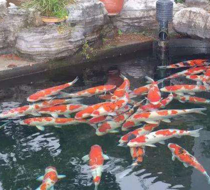 公园鱼池