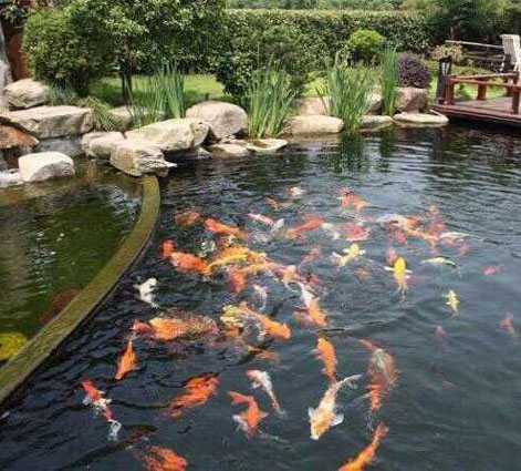 庭院鱼池