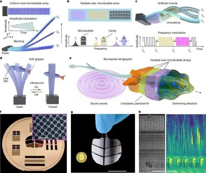 声控人工肌肉登Nature！中国青年学