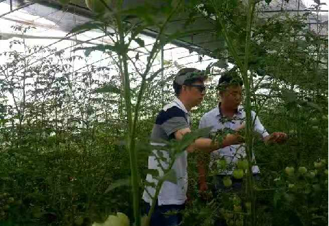 种植基地