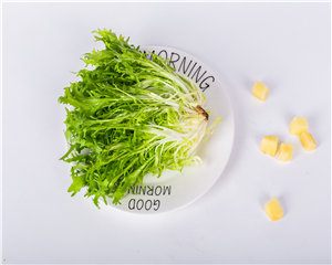 苦菊