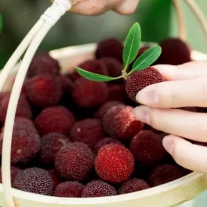 等了一年！初夏免费吃杨梅！