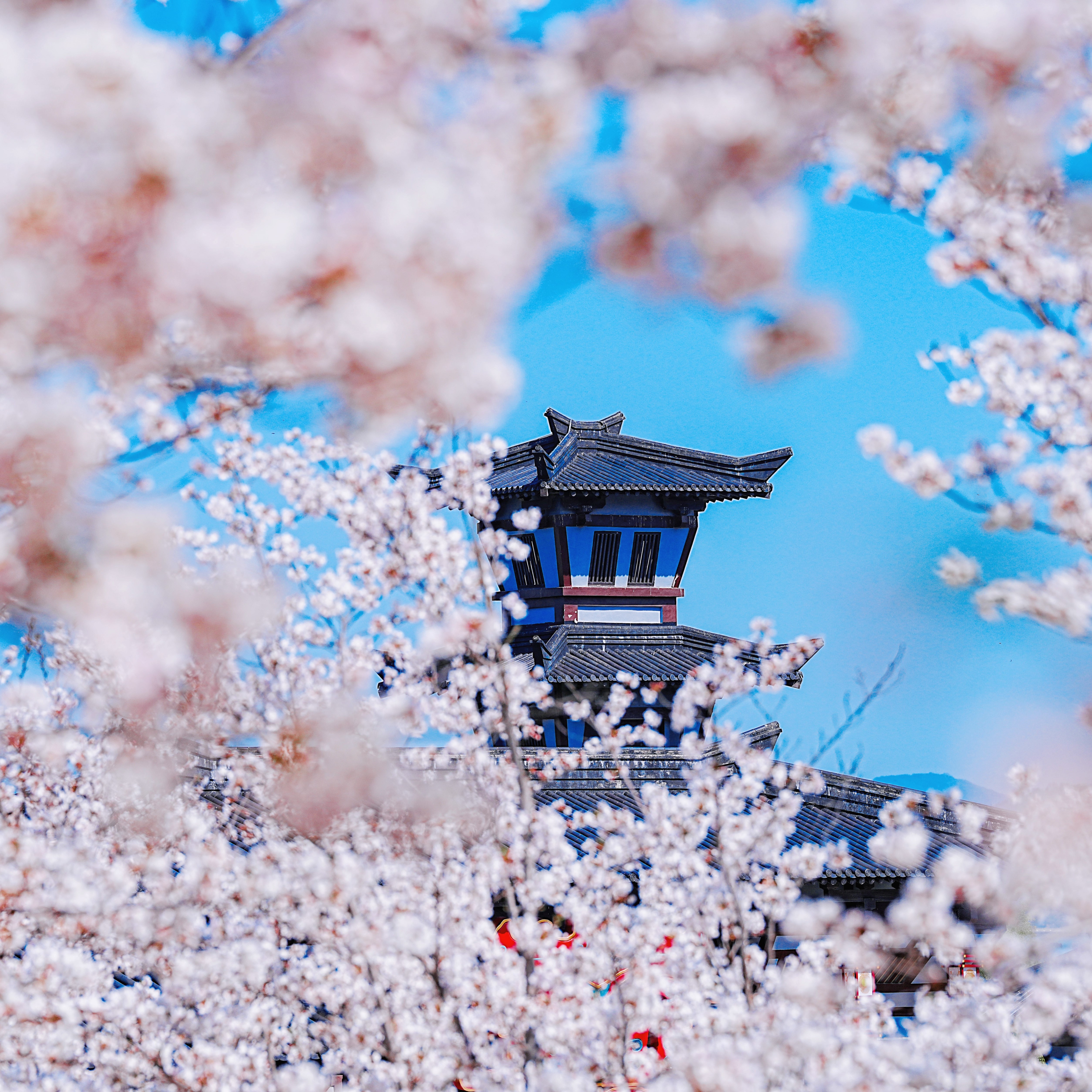 “棠樱盛宴 影城有戏”今日正式启动，是时候来趟三国水浒城啦