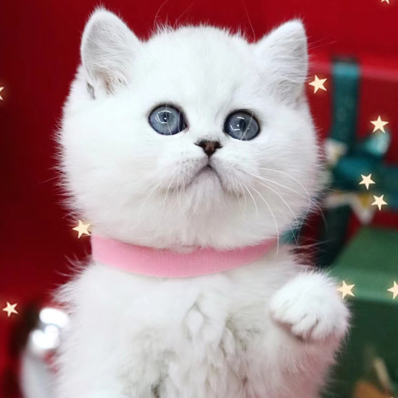 银渐层猫
