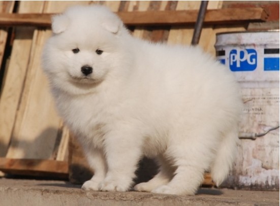 萨摩耶犬