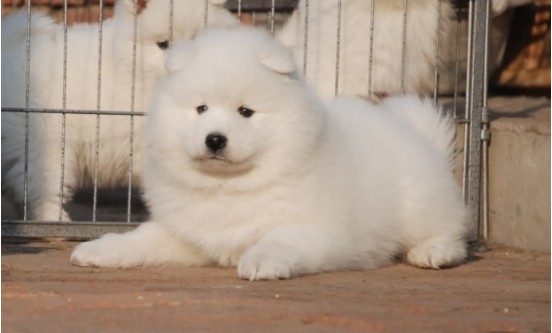 萨摩耶犬