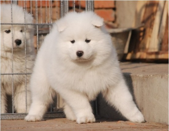萨摩耶犬