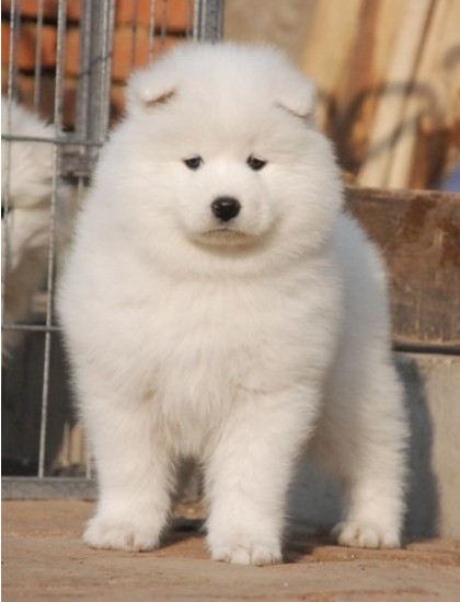 萨摩耶犬
