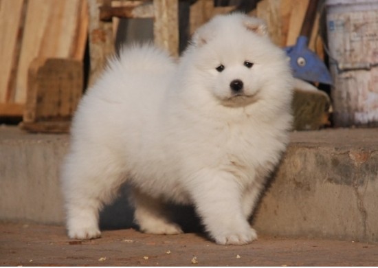 萨摩耶犬