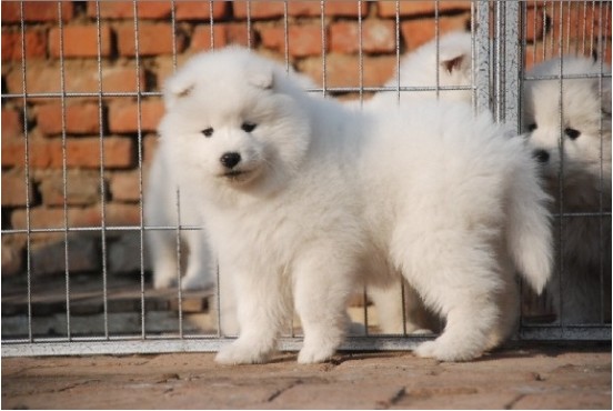 萨摩耶犬
