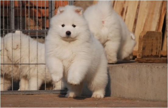 萨摩耶犬