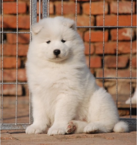 萨摩耶犬