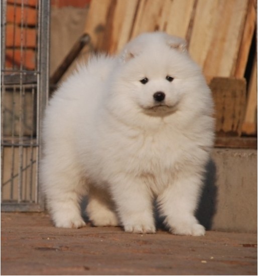 萨摩耶犬