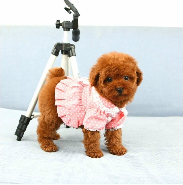 泰迪犬