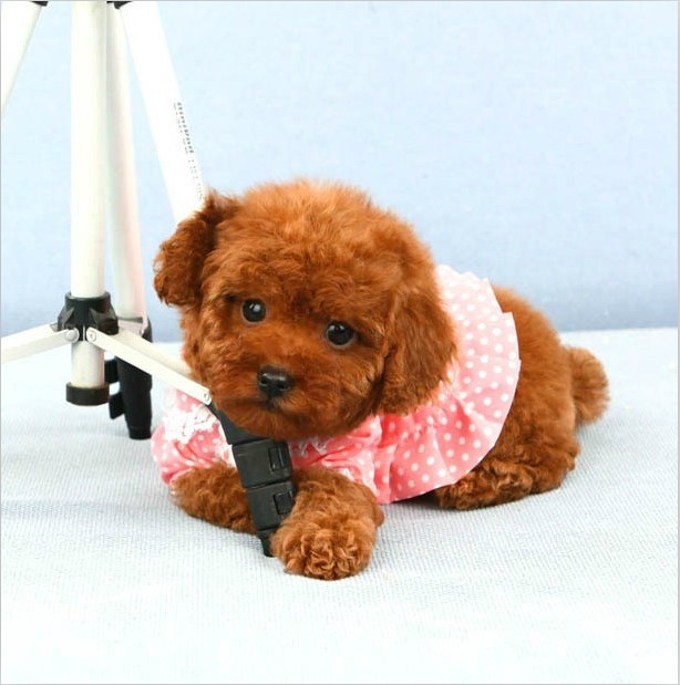 泰迪犬