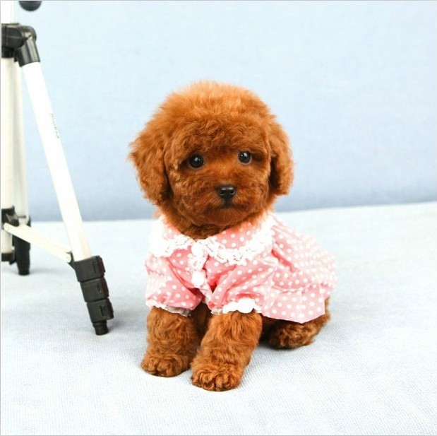 泰迪犬