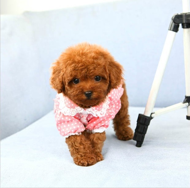 泰迪犬