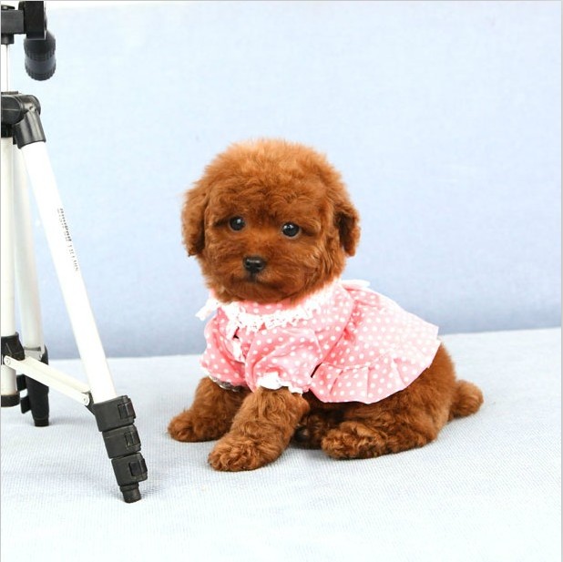 泰迪犬