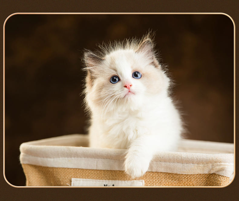 布偶猫