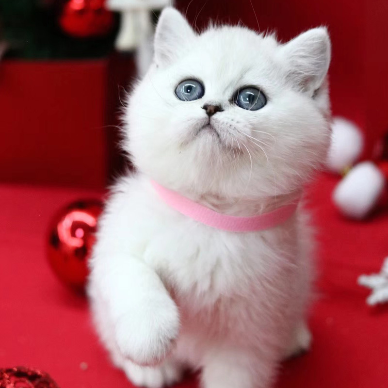 银渐层猫