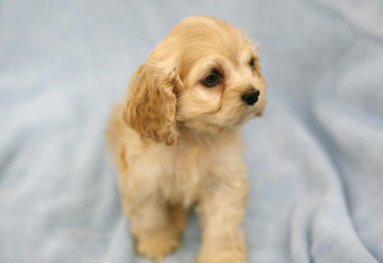 可卡犬
