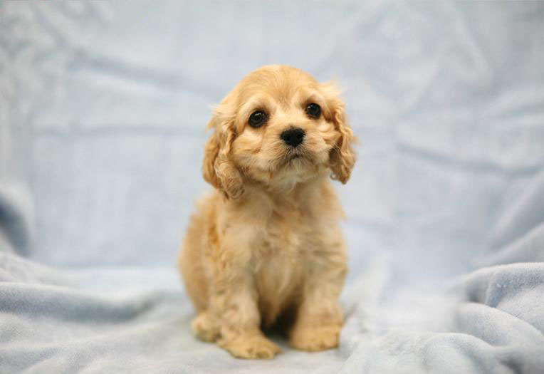 可卡犬
