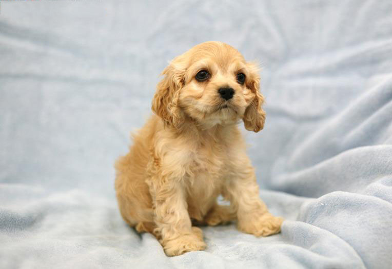 可卡犬