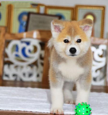 秋田犬