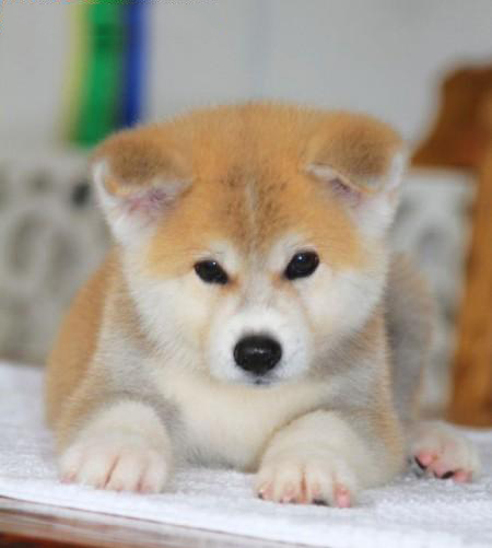 秋田犬