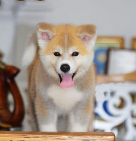 秋田犬