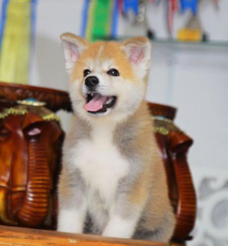 秋田犬