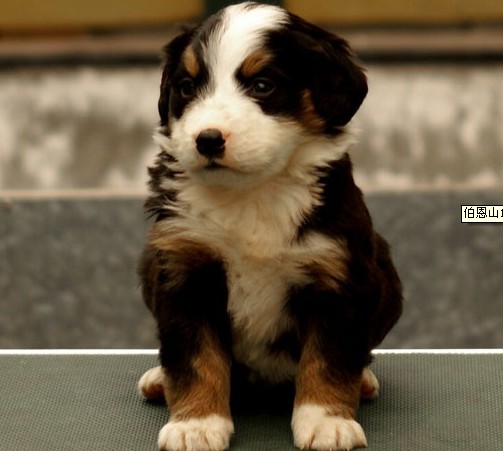 伯恩山犬