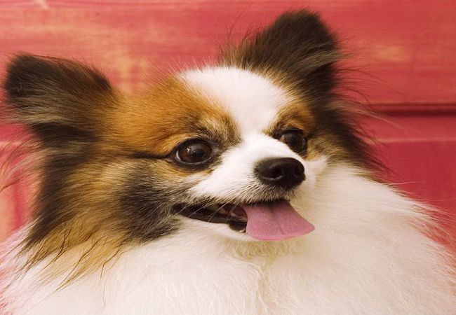 蝴蝶犬
