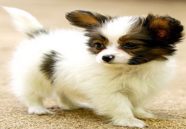 蝴蝶犬