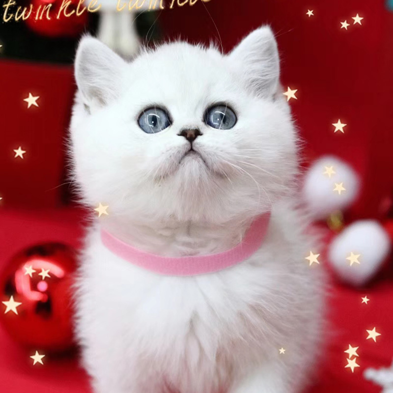 银渐层猫