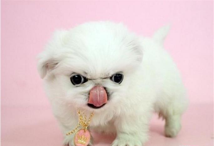 京巴犬